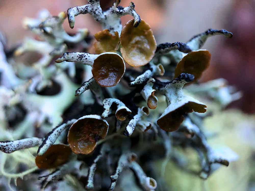 lichen macro